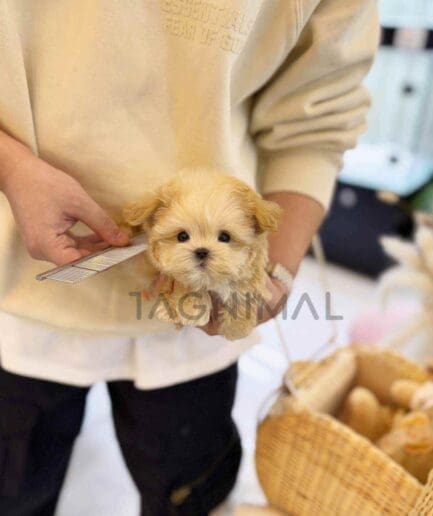 ขายลูกสุนัขมอลติพู ซื้อสุนัข ซื้อหมา ได้ที่ Tagnimal