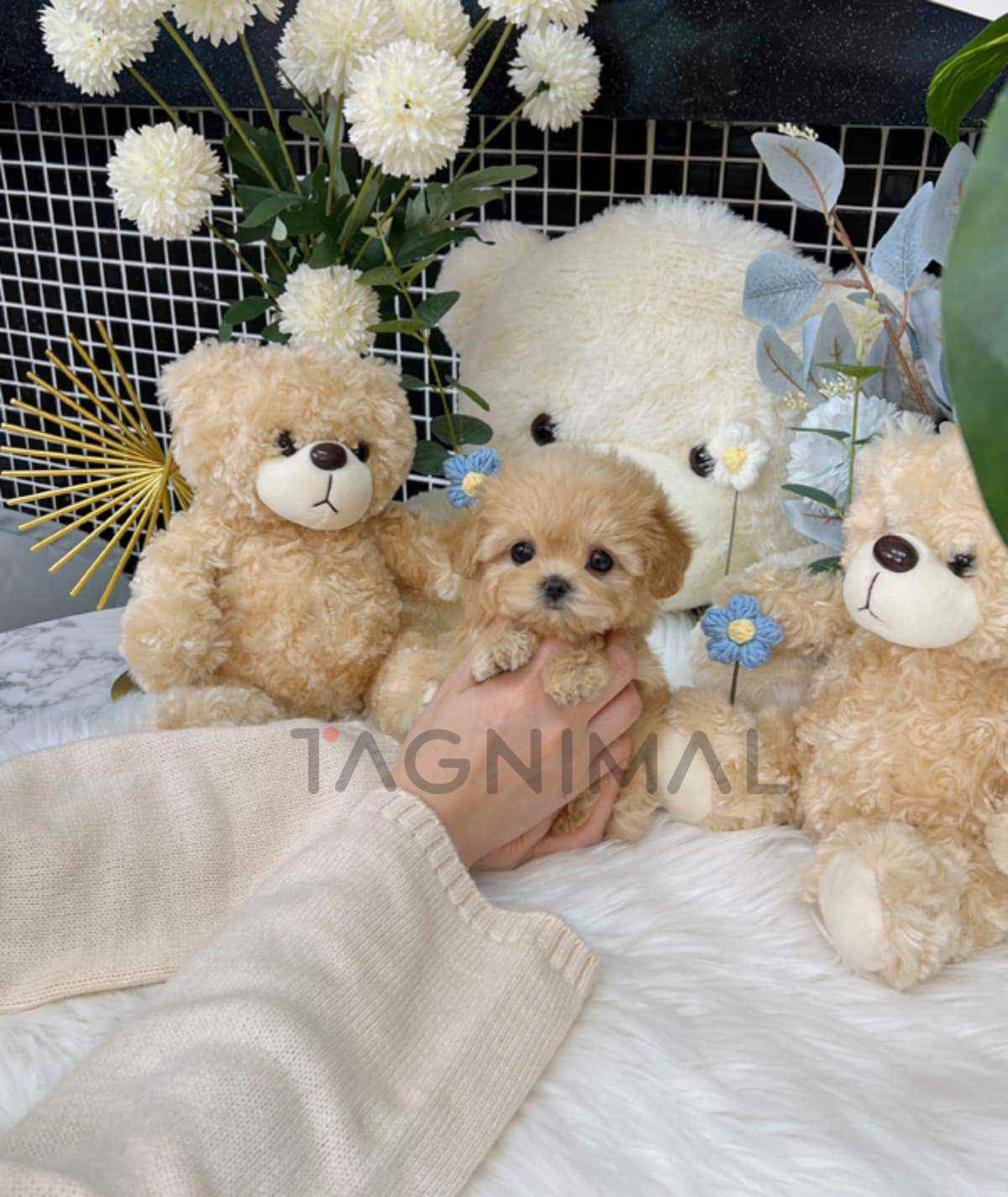 Maltipoo puppy for sale, dog for sale at Tagnimal