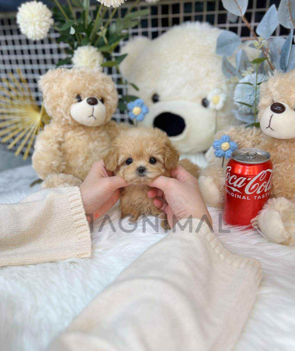 Maltipoo puppy for sale, dog for sale at Tagnimal