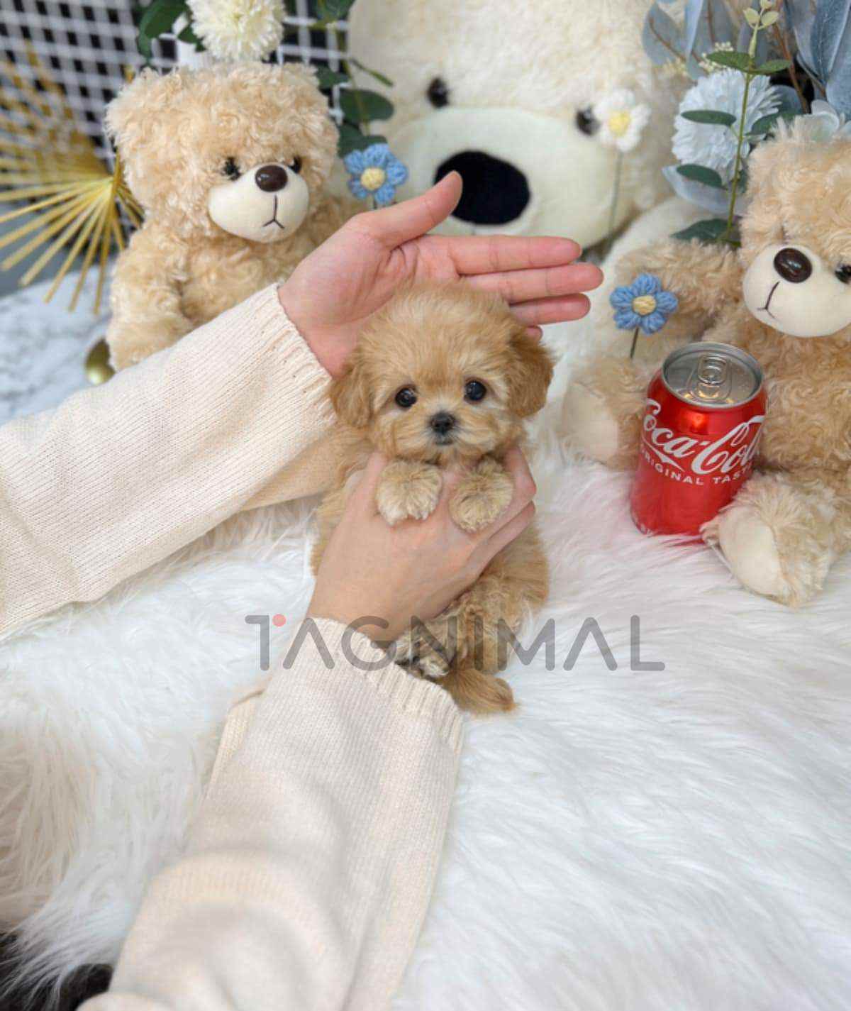 Maltipoo puppy for sale, dog for sale at Tagnimal