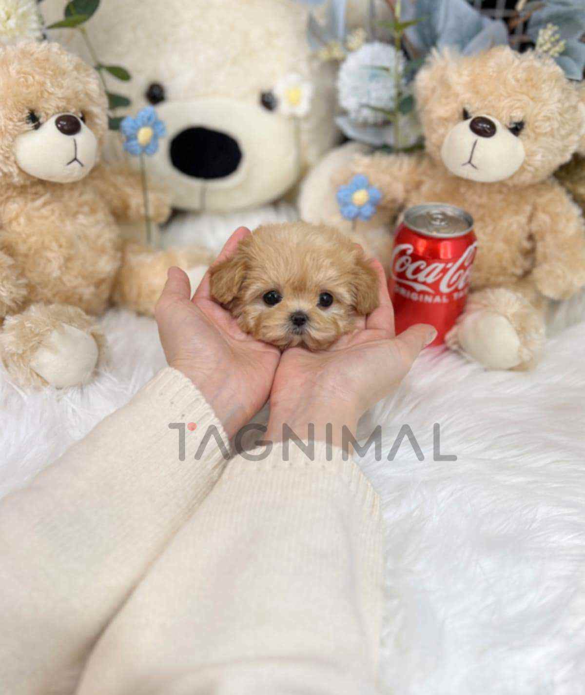 Maltipoo puppy for sale, dog for sale at Tagnimal