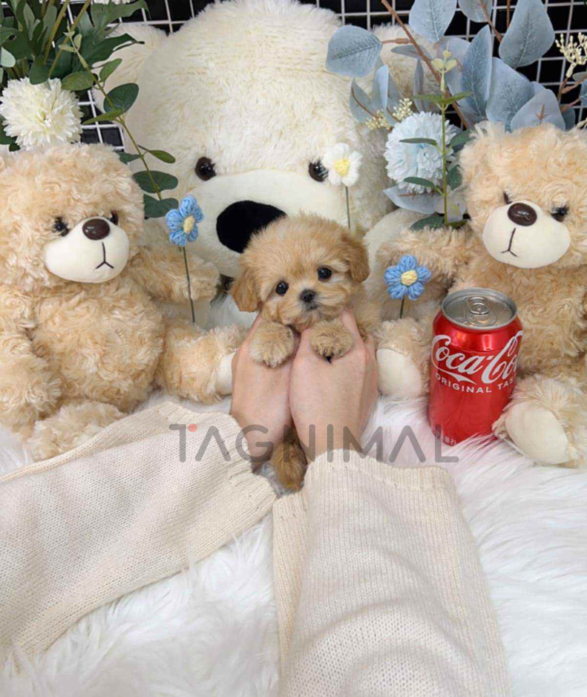 Maltipoo puppy for sale, dog for sale at Tagnimal