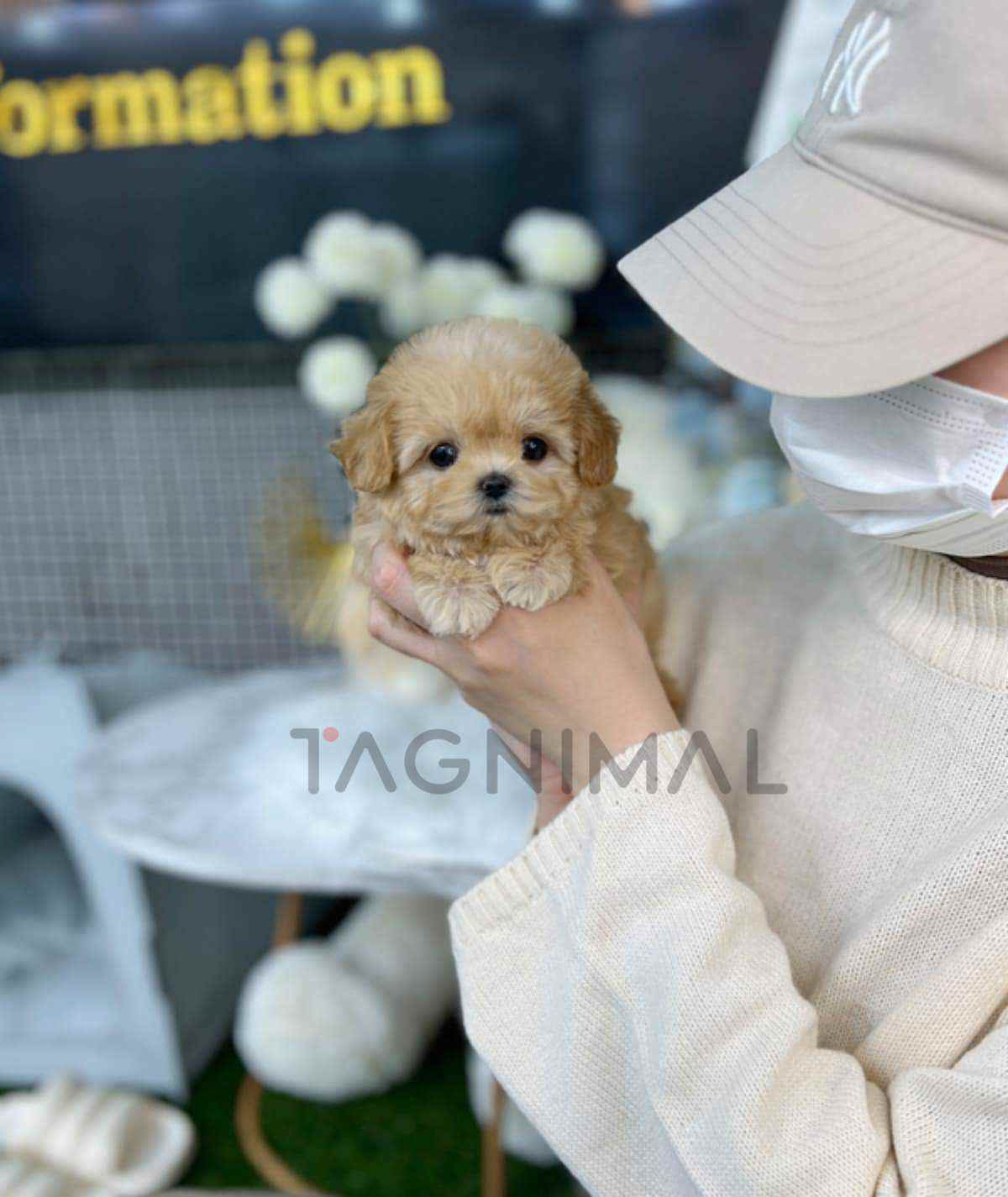 Maltipoo puppy for sale, dog for sale at Tagnimal