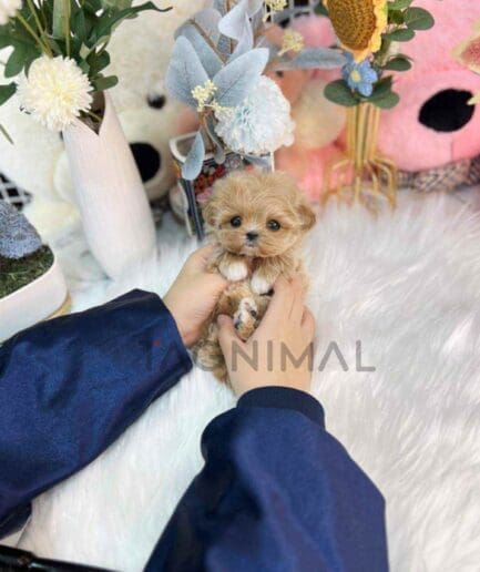Maltipoo puppy for sale, dog for sale at Tagnimal