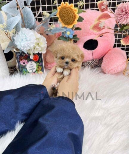 Maltipoo puppy for sale, dog for sale at Tagnimal