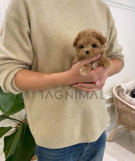 ขายลูกสุนัขมอลติพู ซื้อสุนัข ซื้อหมา ได้ที่ Tagnimal