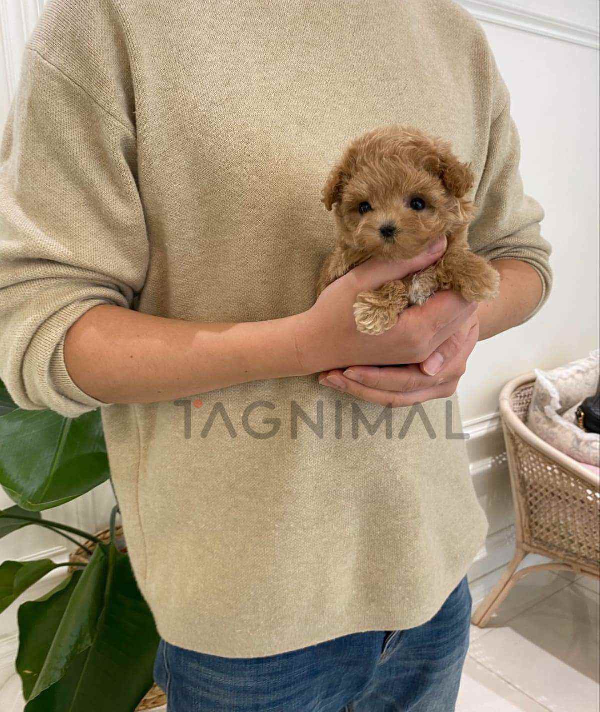 Maltipoo puppy for sale, dog for sale at Tagnimal