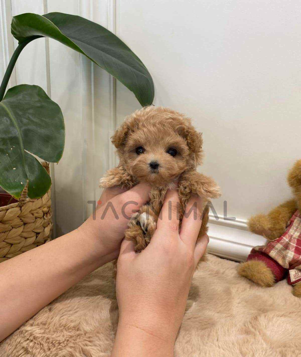 Maltipoo puppy for sale, dog for sale at Tagnimal