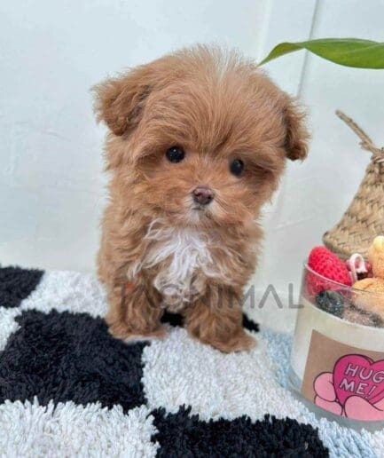 ขายลูกสุนัขมอลติพู ซื้อสุนัข ซื้อหมา ได้ที่ Tagnimal
