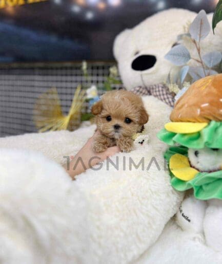 Maltipoo puppy for sale, dog for sale at Tagnimal