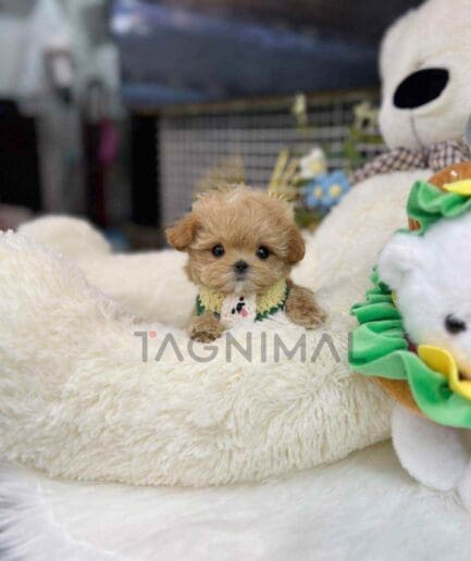 Maltipoo puppy for sale, dog for sale at Tagnimal