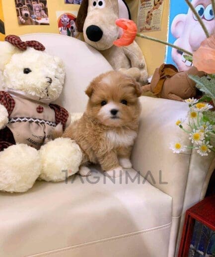 ขายลูกสุนัขมอลติพู ซื้อสุนัข ซื้อหมา ได้ที่ Tagnimal