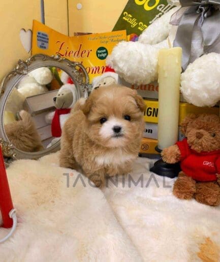 ขายลูกสุนัขมอลติพู ซื้อสุนัข ซื้อหมา ได้ที่ Tagnimal