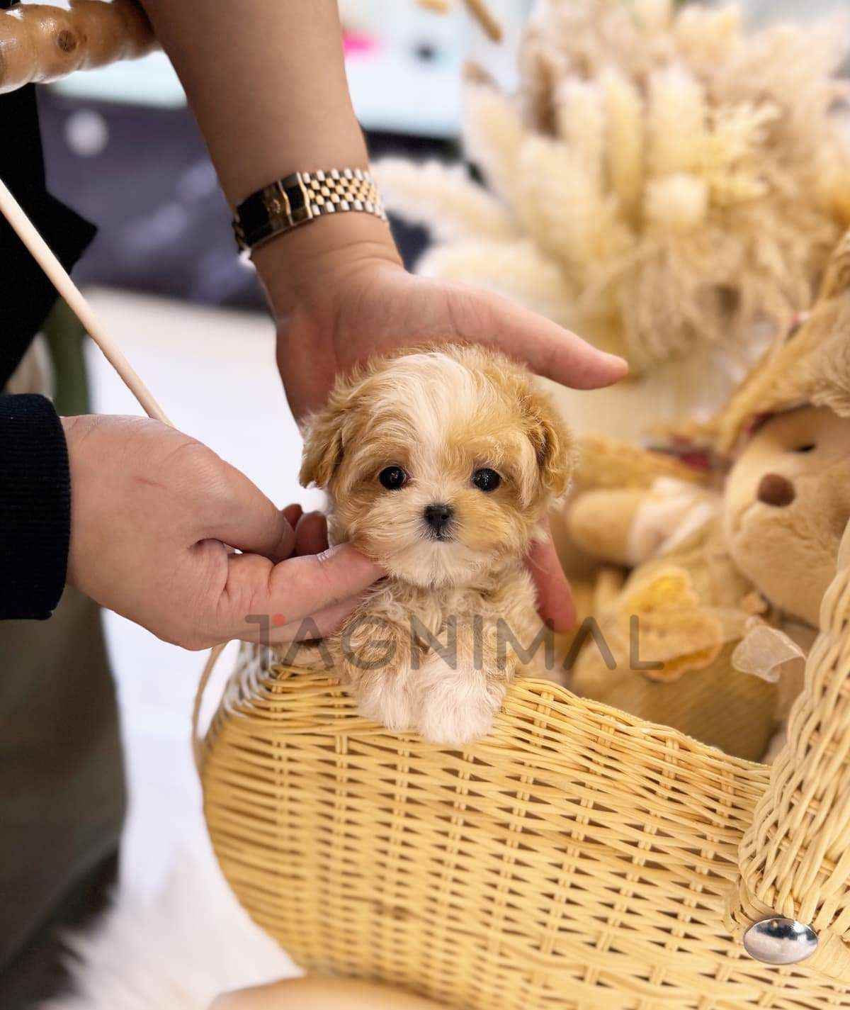 Maltipoo puppy for sale, dog for sale at Tagnimal