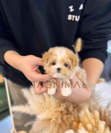 ขายลูกสุนัขมอลติพู ซื้อสุนัข ซื้อหมา ได้ที่ Tagnimal