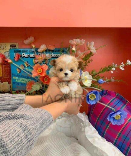 Maltipoo puppy for sale, dog for sale at Tagnimal