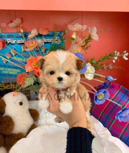 Maltipoo puppy for sale, dog for sale at Tagnimal