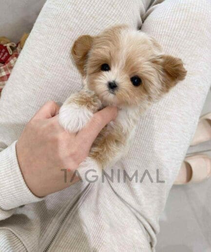 ขายลูกสุนัขมอลติพู ซื้อสุนัข ซื้อหมา ได้ที่ Tagnimal
