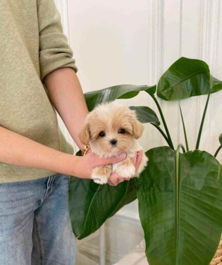 ขายลูกสุนัขมอลติพู ซื้อสุนัข ซื้อหมา ได้ที่ Tagnimal