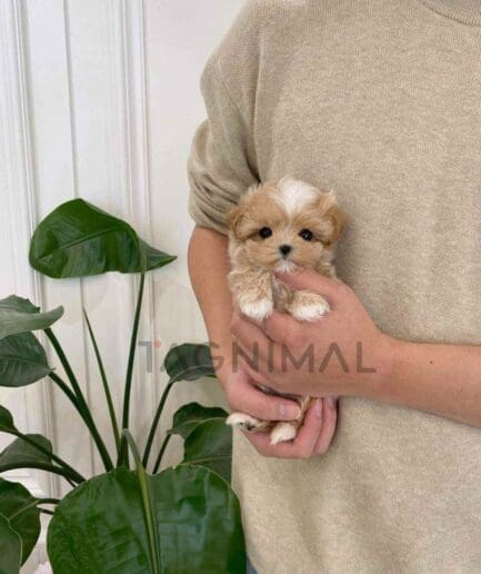 ขายลูกสุนัขมอลติพู ซื้อสุนัข ซื้อหมา ได้ที่ Tagnimal