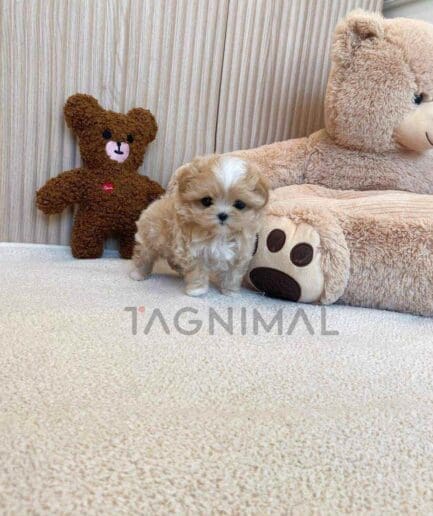 ขายลูกสุนัขมอลติพู ซื้อสุนัข ซื้อหมา ได้ที่ Tagnimal