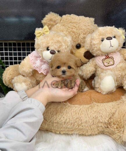 Maltipoo puppy for sale, dog for sale at Tagnimal