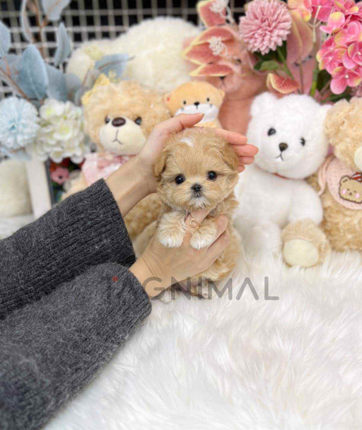 Maltipoo puppy for sale, dog for sale at Tagnimal