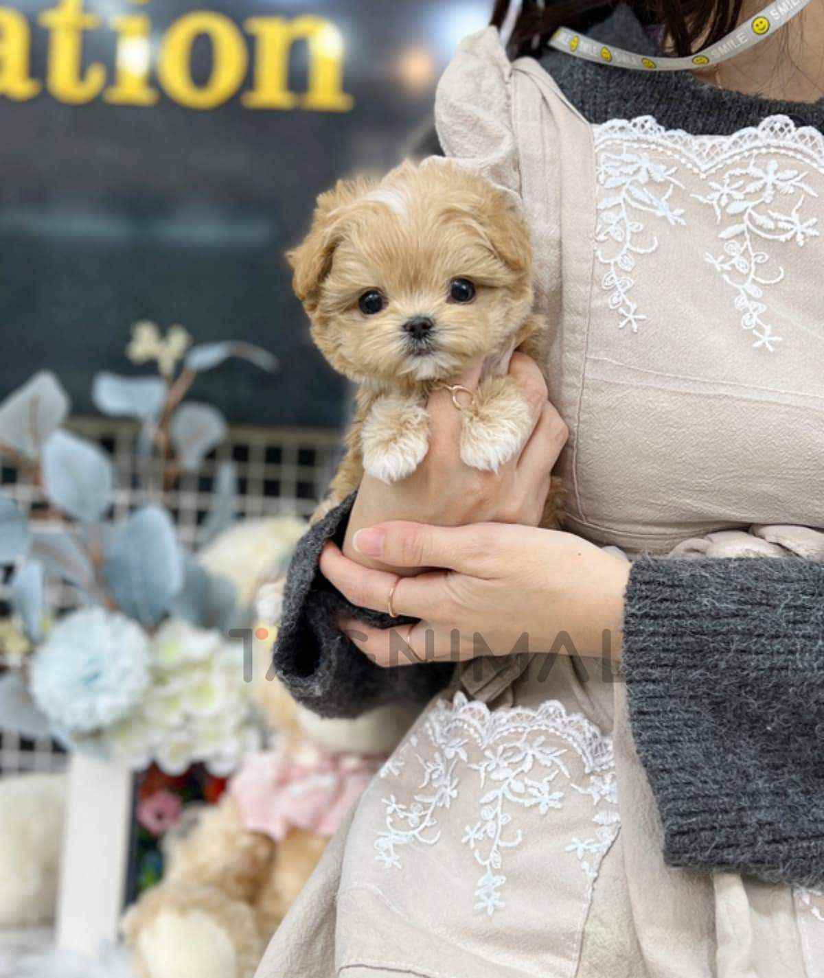 Maltipoo puppy for sale, dog for sale at Tagnimal
