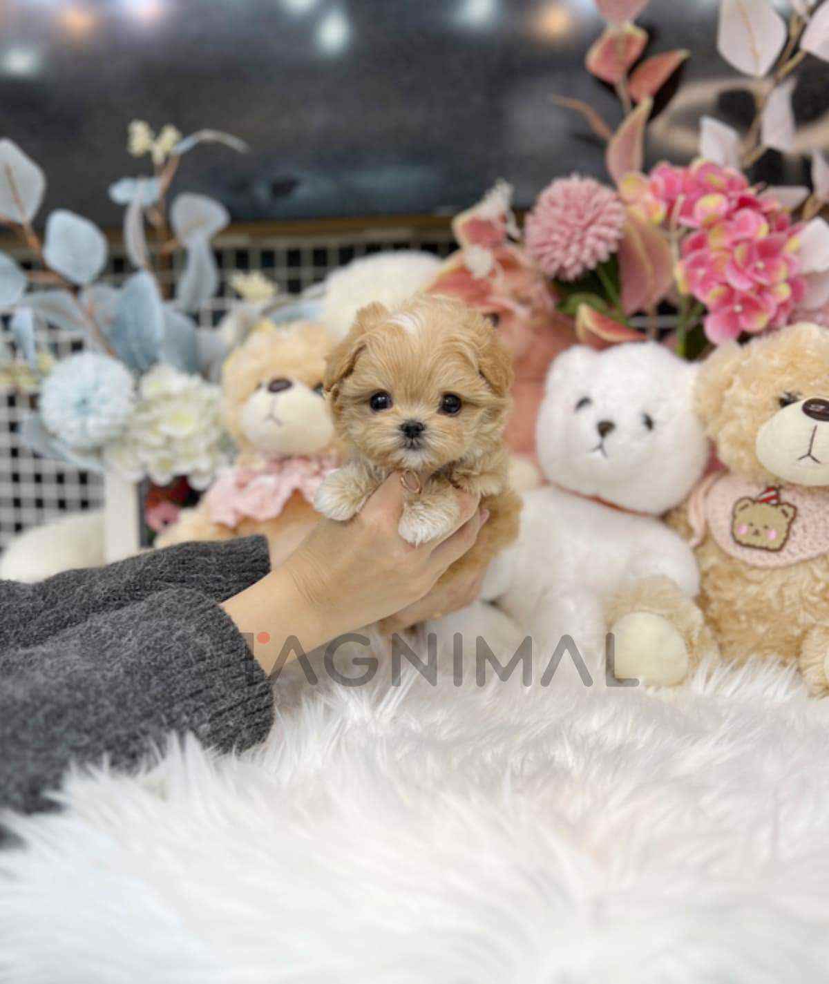 Maltipoo puppy for sale, dog for sale at Tagnimal