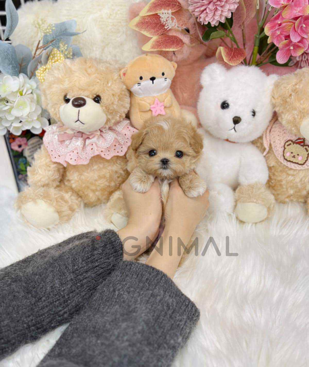 Maltipoo puppy for sale, dog for sale at Tagnimal
