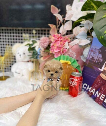 ขายลูกสุนัขมอลติพู ซื้อสุนัข ซื้อหมา ได้ที่ Tagnimal