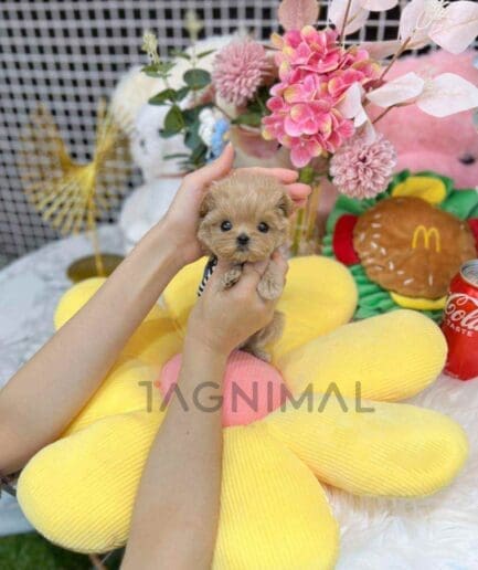 ขายลูกสุนัขมอลติพู ซื้อสุนัข ซื้อหมา ได้ที่ Tagnimal