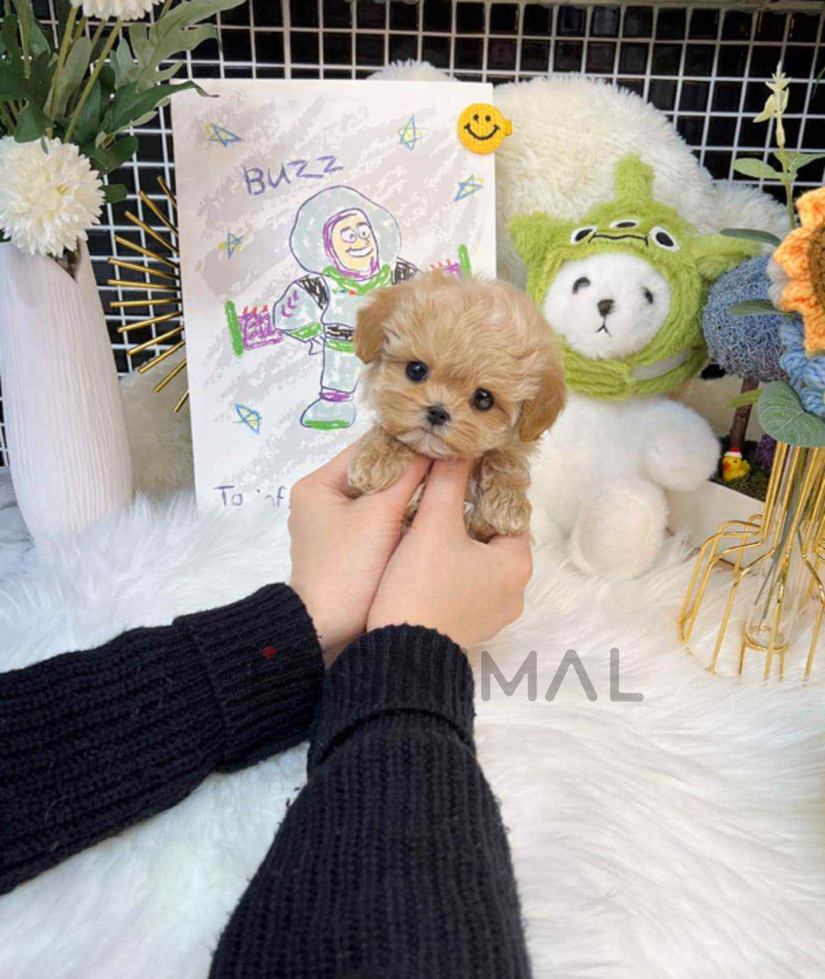 Maltipoo puppy for sale, dog for sale at Tagnimal