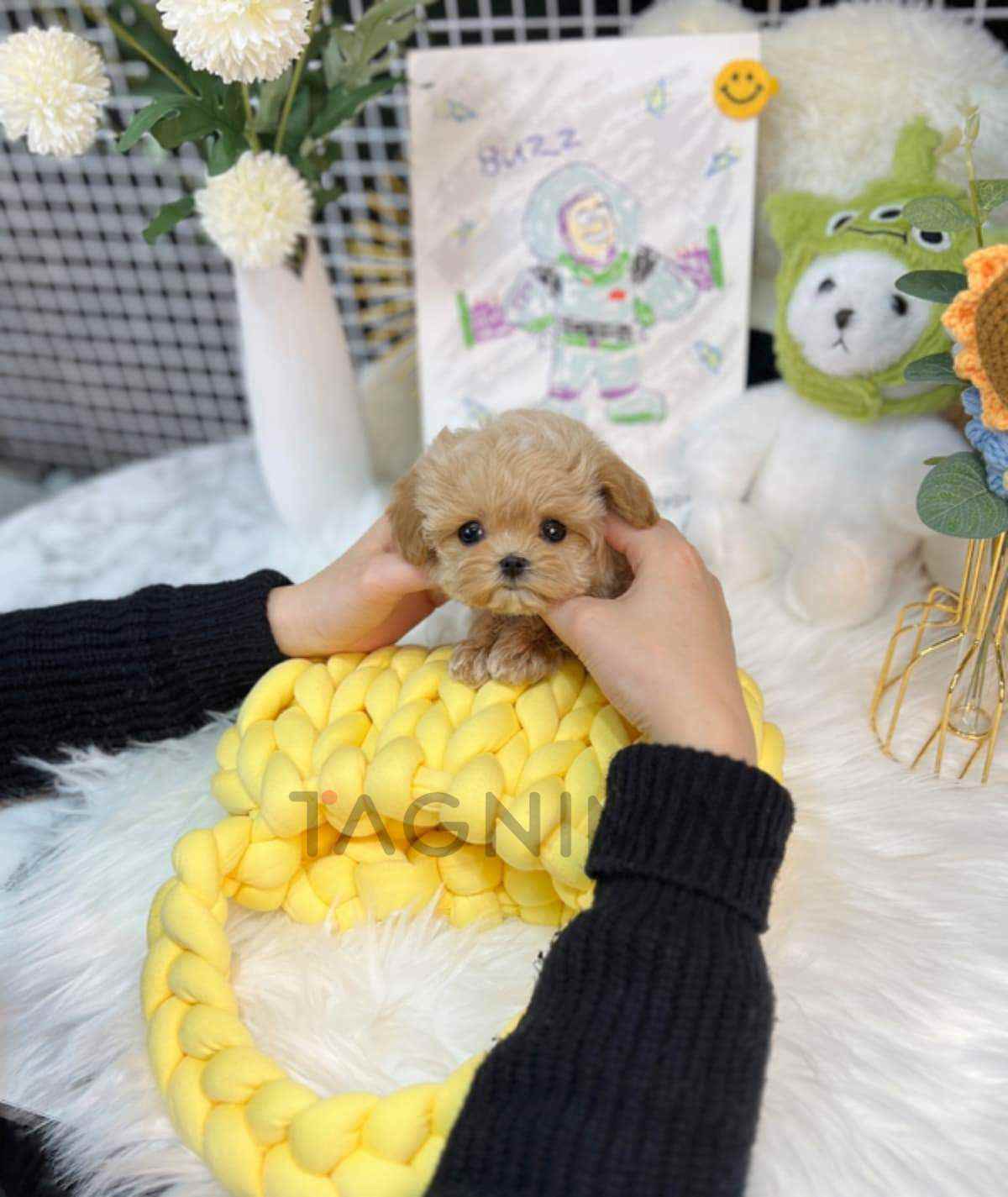 Maltipoo puppy for sale, dog for sale at Tagnimal