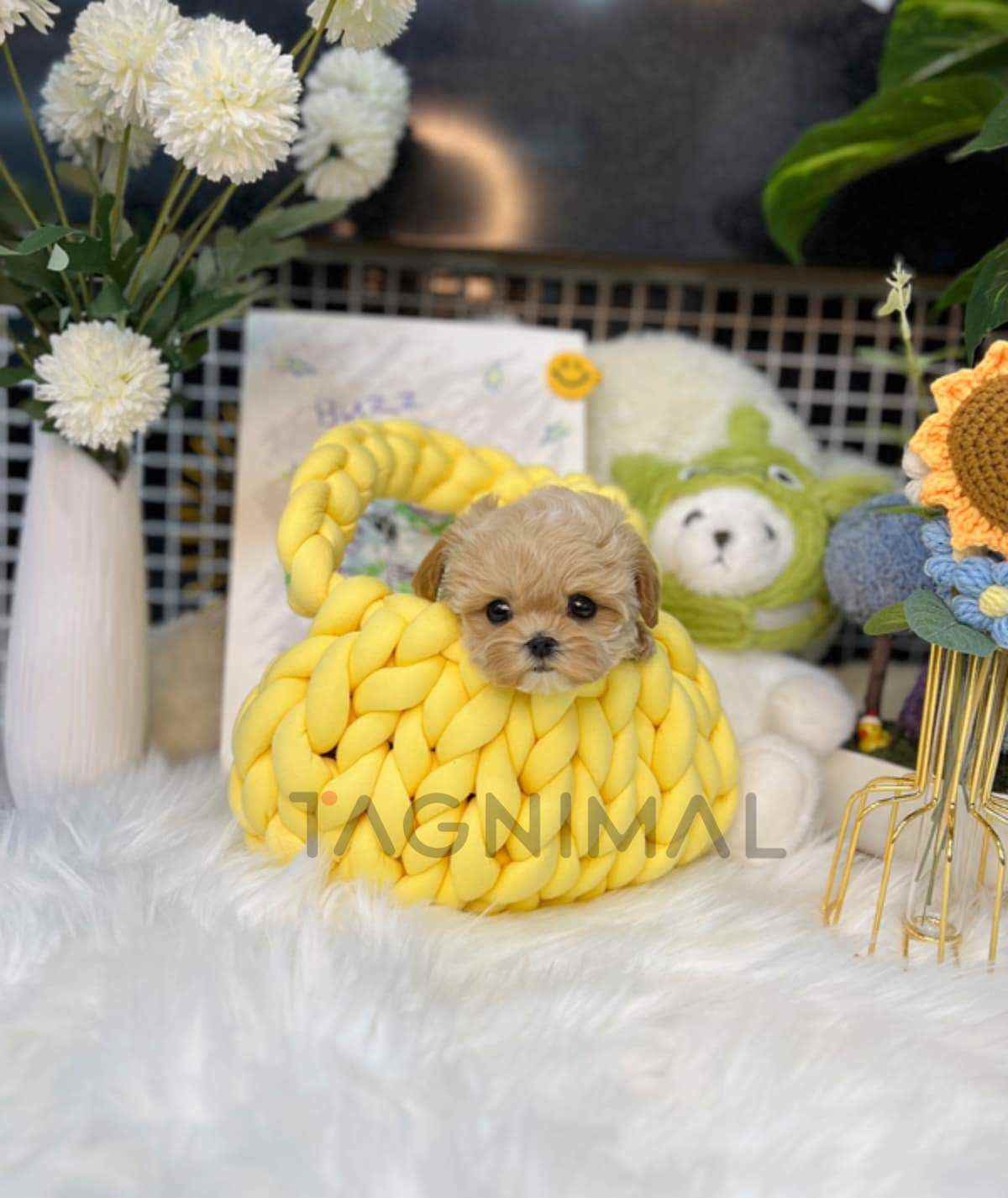 Maltipoo puppy for sale, dog for sale at Tagnimal