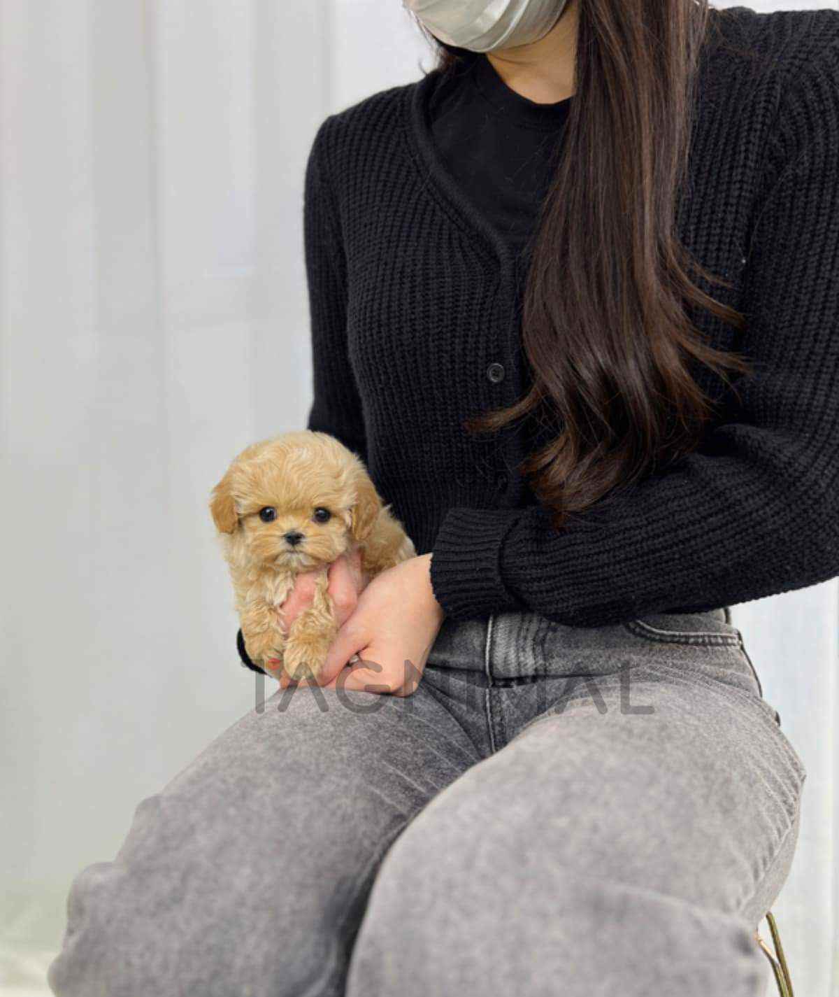 Maltipoo puppy for sale, dog for sale at Tagnimal