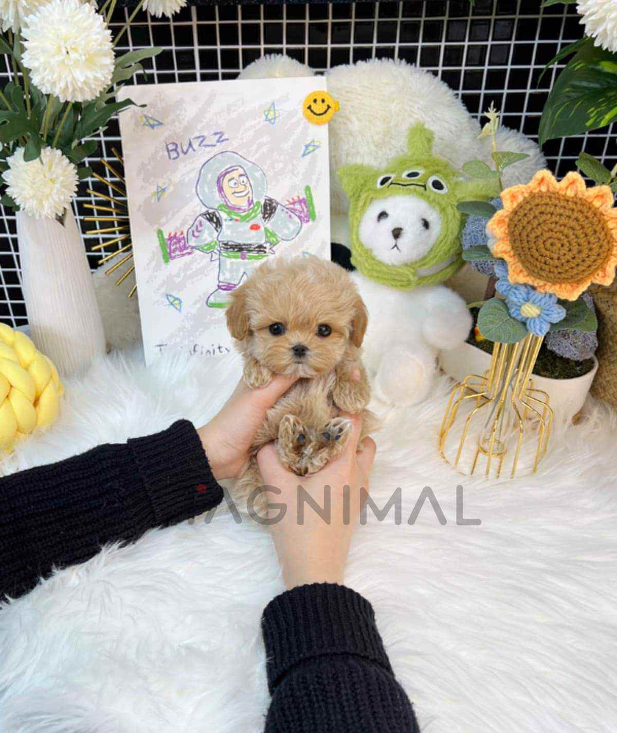 Maltipoo puppy for sale, dog for sale at Tagnimal