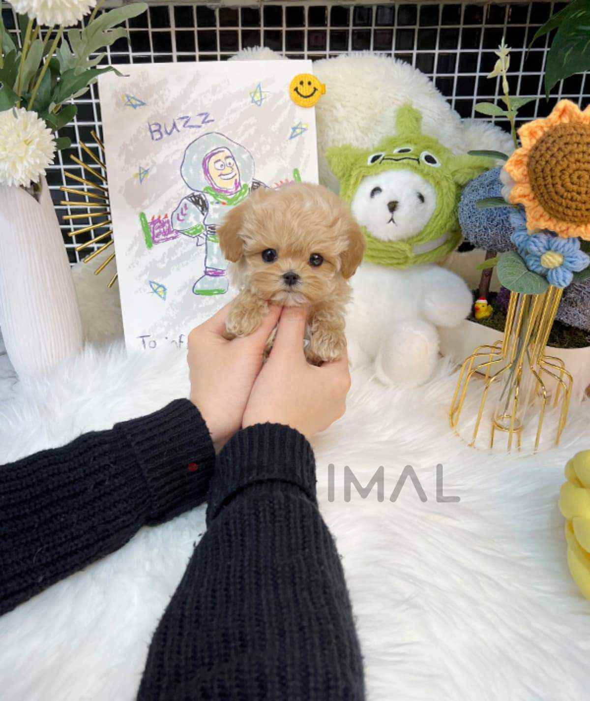 Maltipoo puppy for sale, dog for sale at Tagnimal