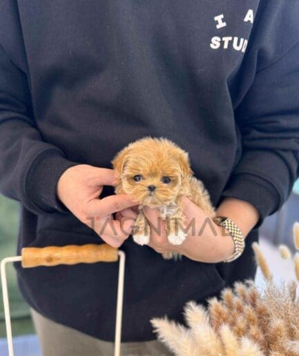 ขายลูกสุนัขมอลติพู ซื้อสุนัข ซื้อหมา ได้ที่ Tagnimal