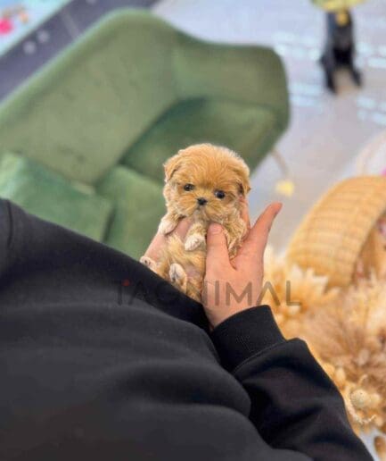 ขายลูกสุนัขมอลติพู ซื้อสุนัข ซื้อหมา ได้ที่ Tagnimal