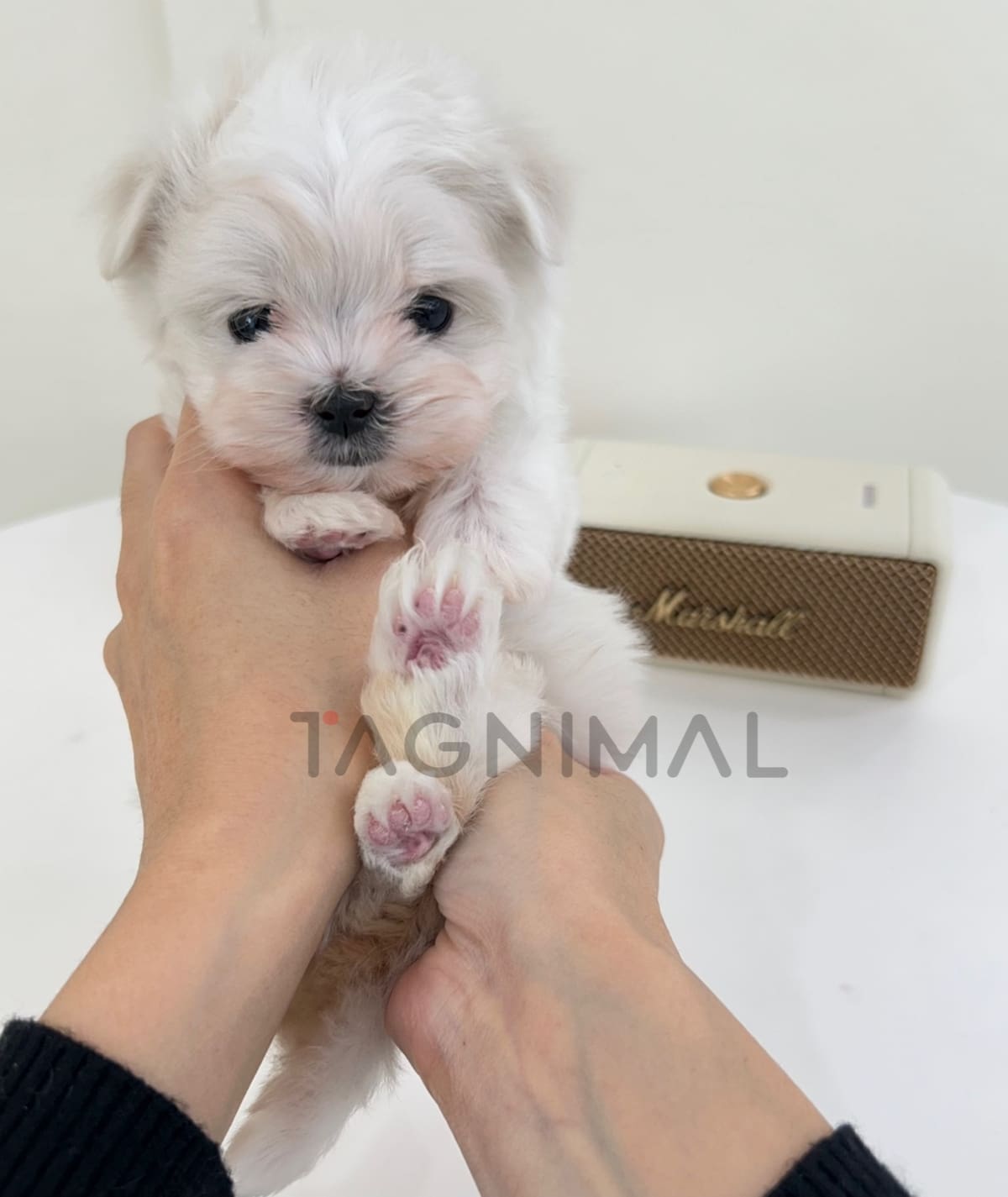 ขายลูกสุนัขมอลติพู ซื้อสุนัข ซื้อหมา ได้ที่ Tagnimal