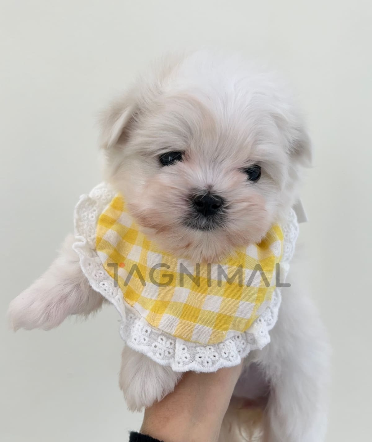 ขายลูกสุนัขมอลติพู ซื้อสุนัข ซื้อหมา ได้ที่ Tagnimal