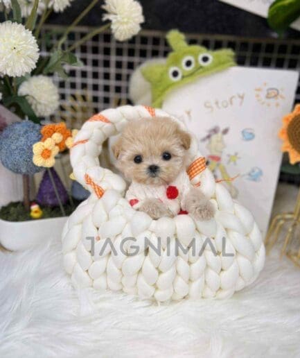 Maltipoo puppy for sale, dog for sale at Tagnimal