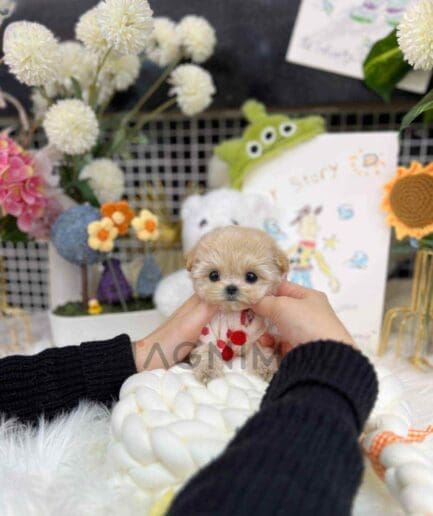 Maltipoo puppy for sale, dog for sale at Tagnimal