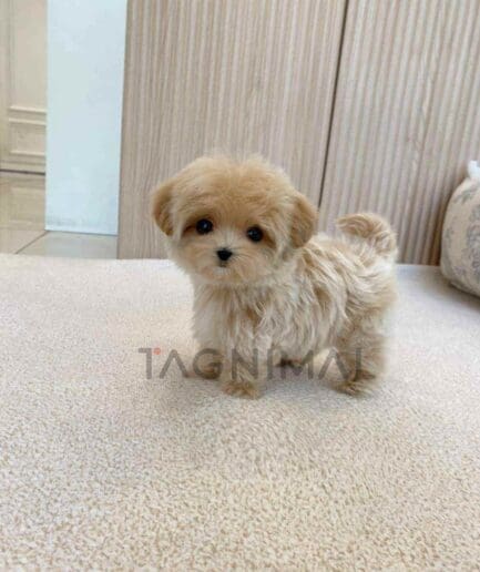 ขายลูกสุนัขมอลติพู ซื้อสุนัข ซื้อหมา ได้ที่ Tagnimal