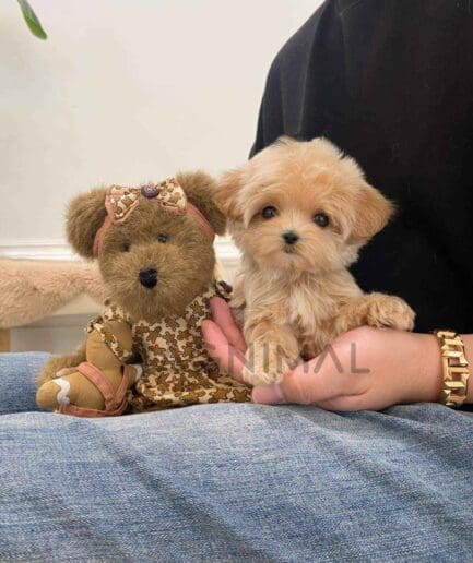 ขายลูกสุนัขมอลติพู ซื้อสุนัข ซื้อหมา ได้ที่ Tagnimal