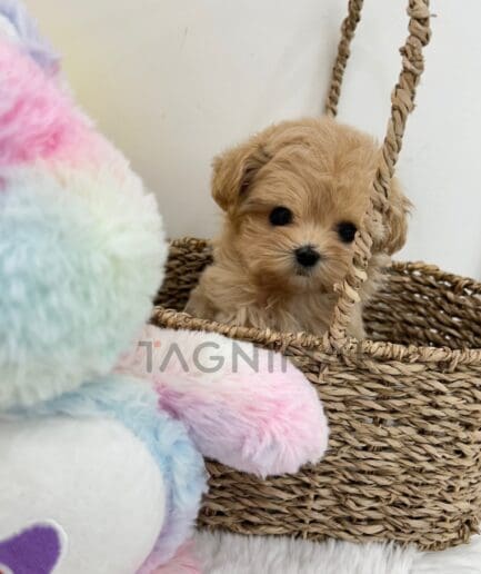 ขายลูกสุนัขมอลติพู ซื้อสุนัข ซื้อหมา ได้ที่ Tagnimal