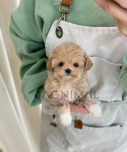ขายลูกสุนัขมอลติพู ซื้อสุนัข ซื้อหมา ได้ที่ Tagnimal