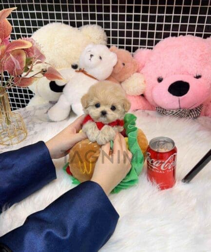Maltipoo puppy for sale, dog for sale at Tagnimal