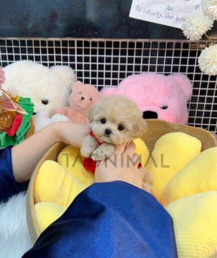 Maltipoo puppy for sale, dog for sale at Tagnimal